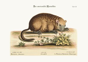 La marmota de América, 1749-73